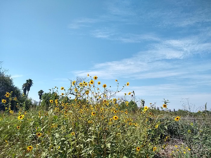 wildflowers