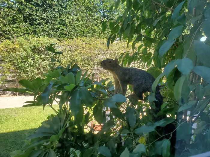 headed for the bird feeder